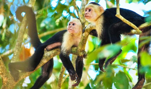 Captivating Costa Rica