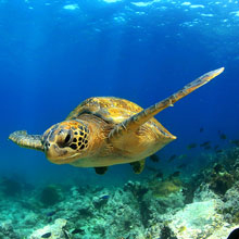 Galapagos Island Hopping