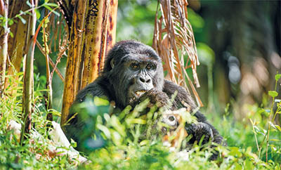 Great Apes of Uganda