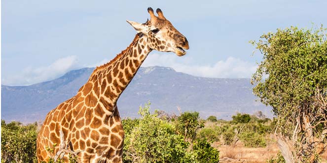 Kenya: Safari and Savannah Sunsets