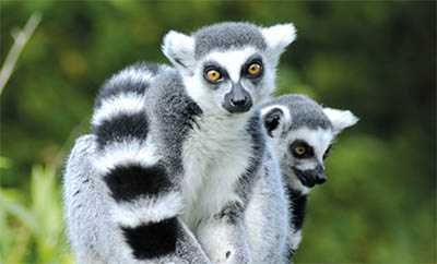 ZLand of the Lemur