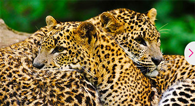 Sri Lanka's Parks & Wildlife 