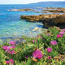 Wildflowers of Crete